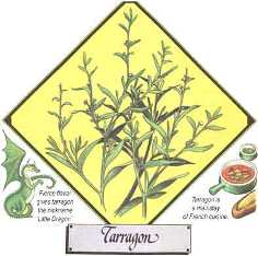 Grow Tarragon for Your Kitchen Herb Garden Image